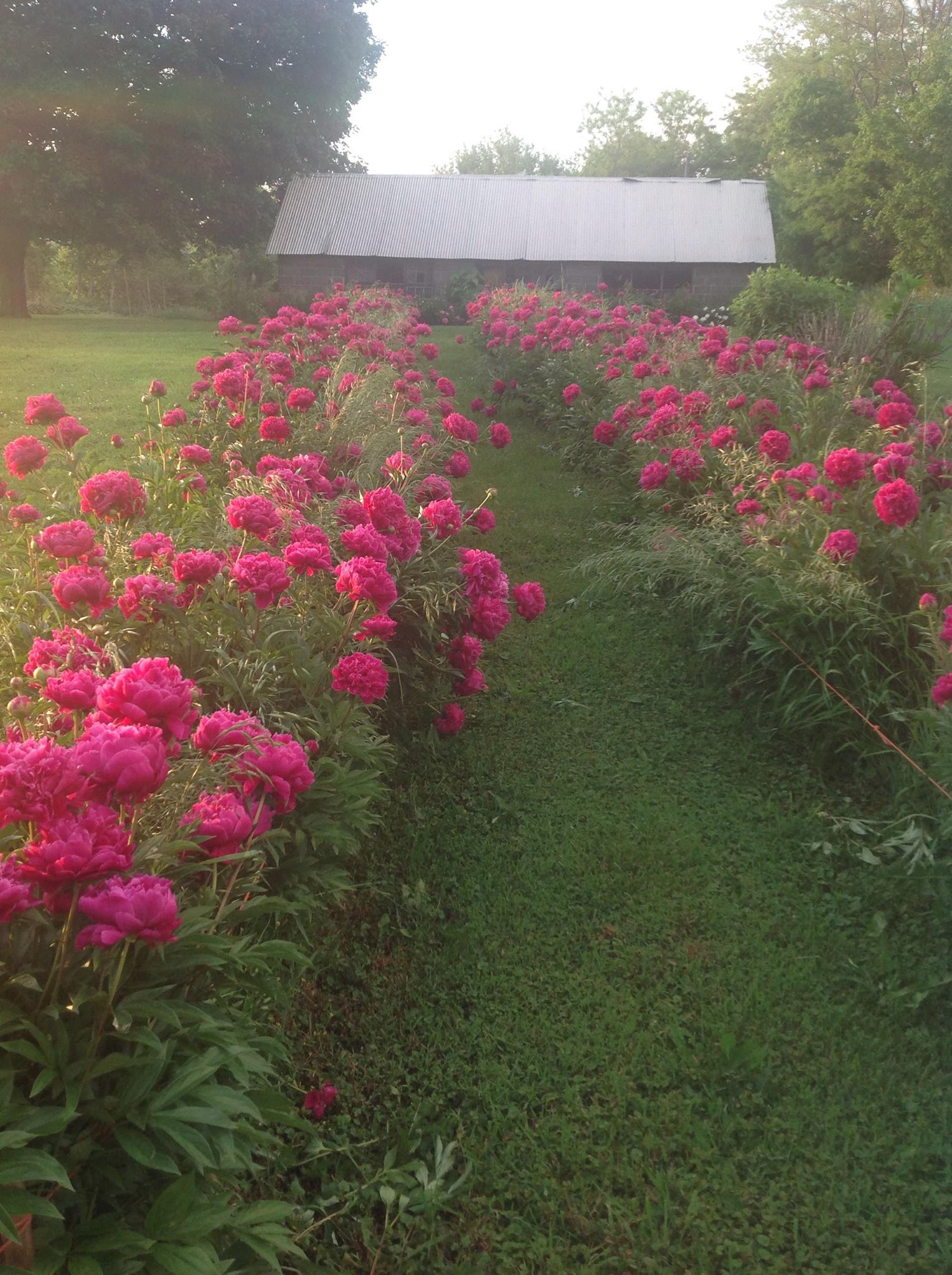 fuchsia peonies in full bloom at the Sharritt farm