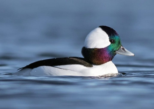 Bufflehead Duck