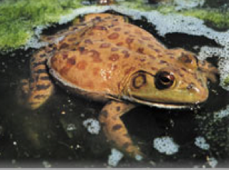 Bull Frog