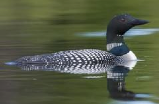 Common Loon