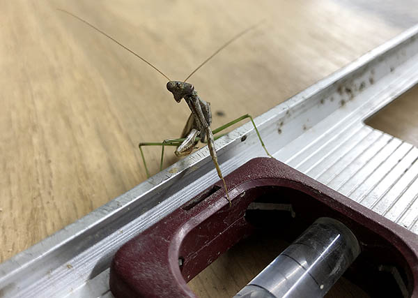 a praying mantis crawling up onto a construction level that is sideways. 