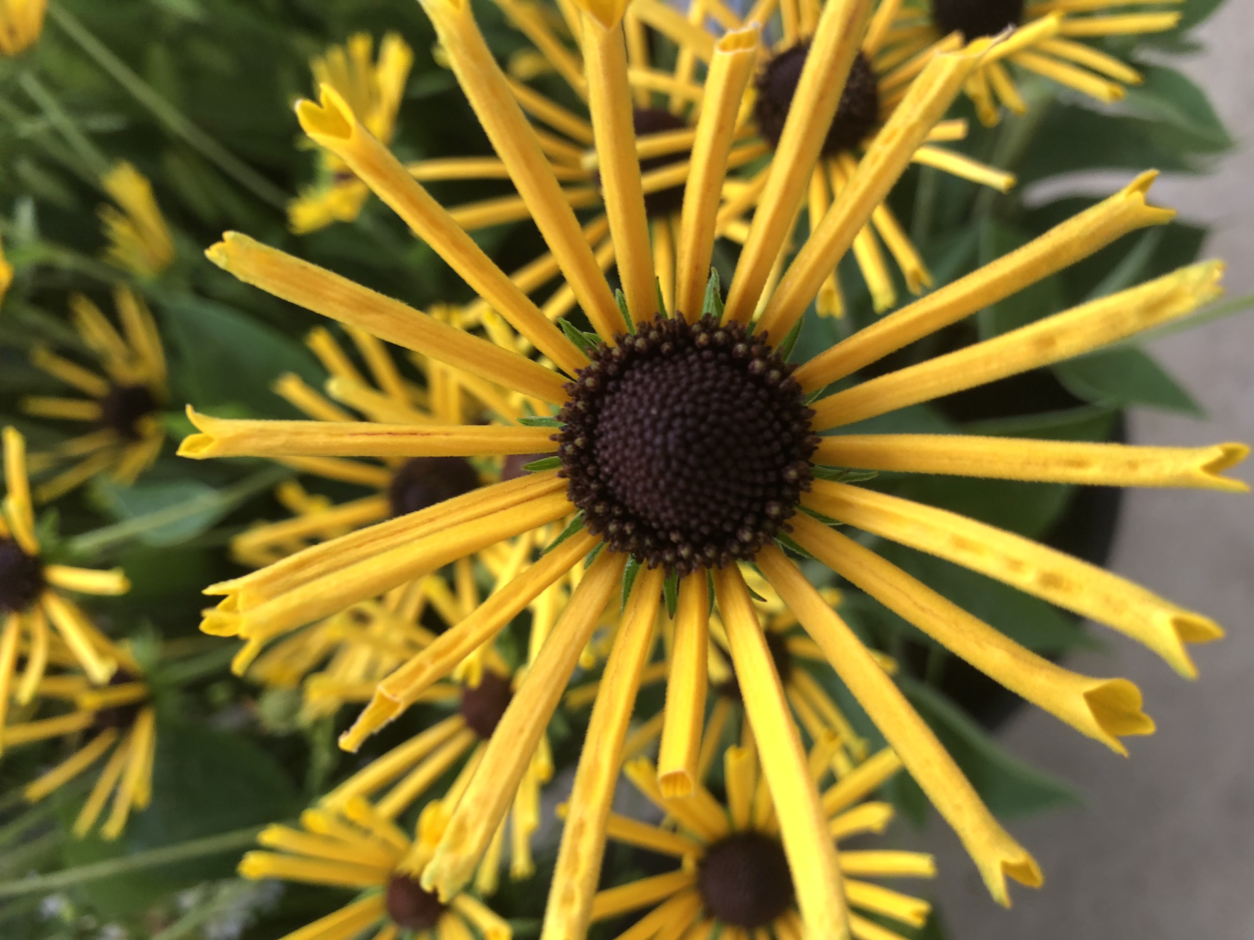 close up of black-eyed Susan flower; black center with gold narrow petals