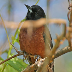 Orchard Oriole