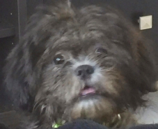 Pei Pei 2
