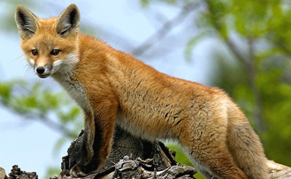 Red Fox