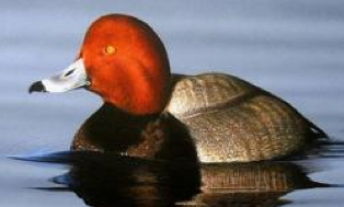 Redhead Duck