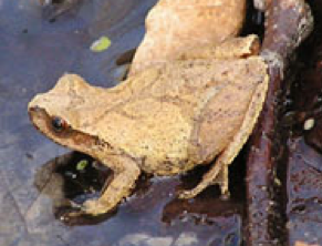 Spring Peeper