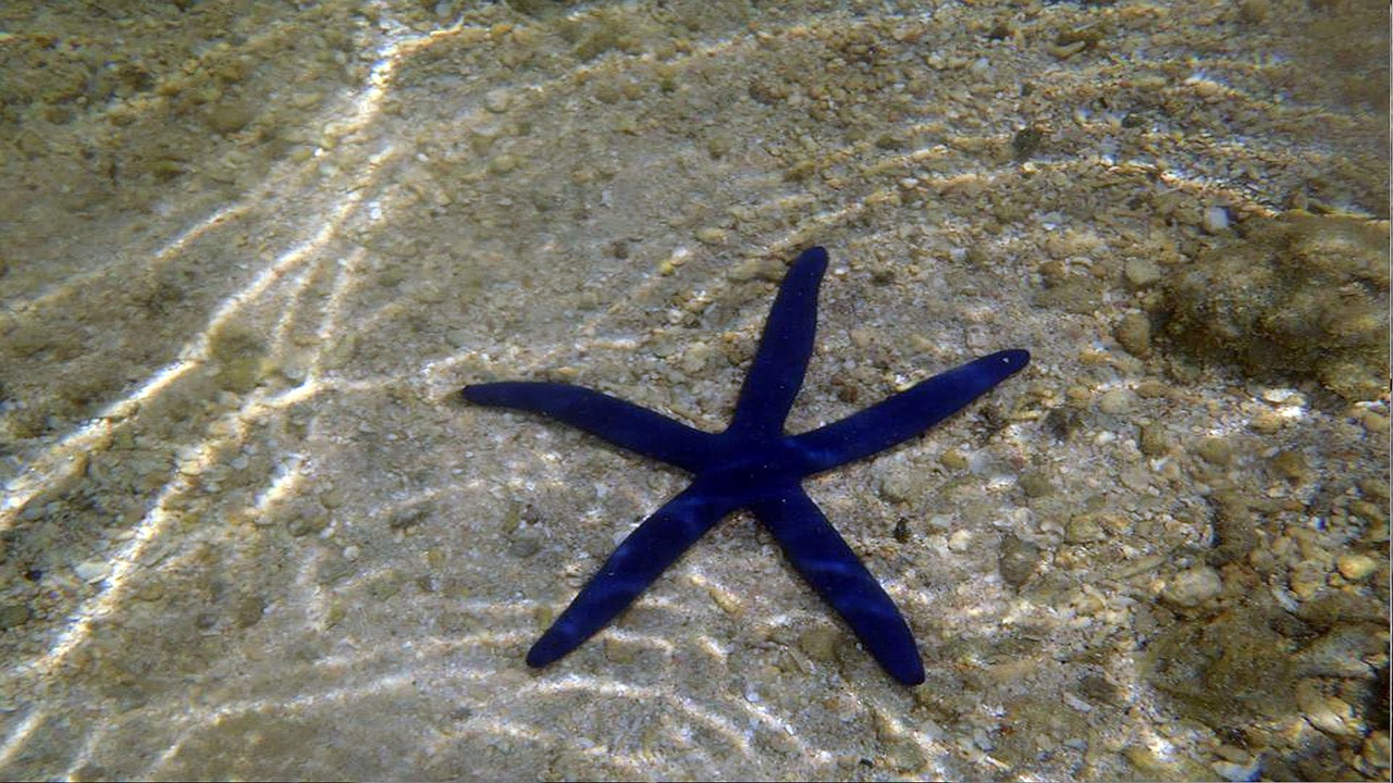 starfish under water