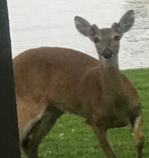 White Tail Deer in yard