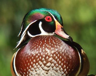 Wood Duck