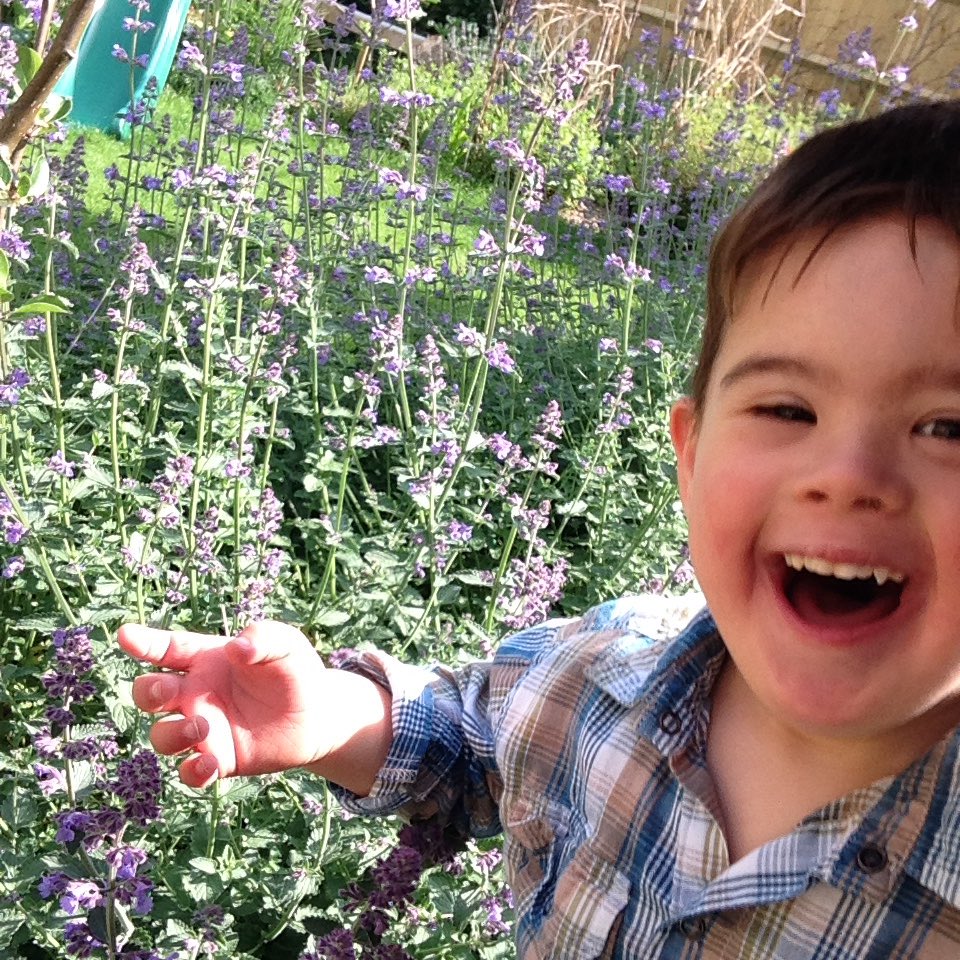 laughing child sitting in a garden with purple catmint blooming