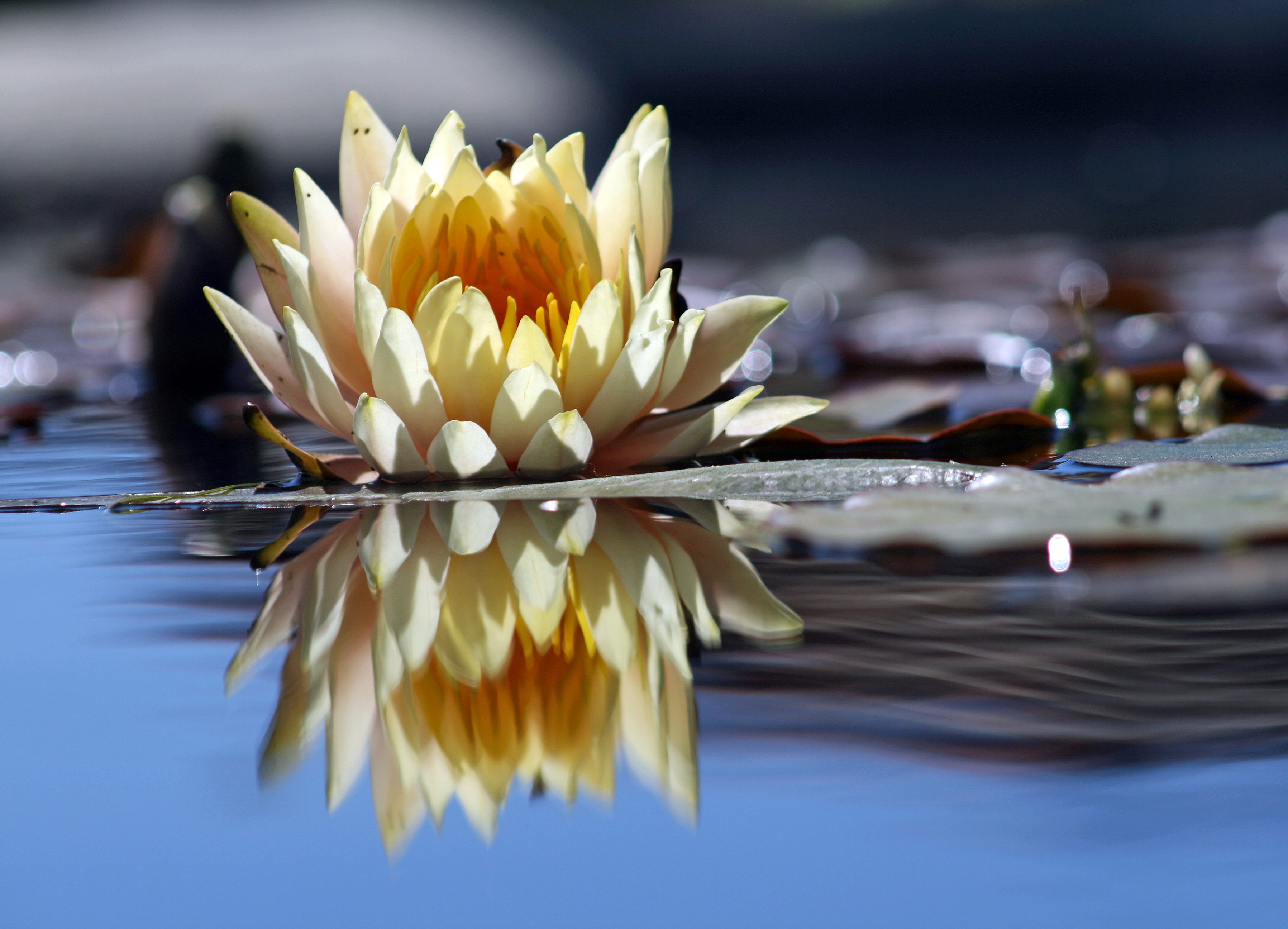 Flower reflection