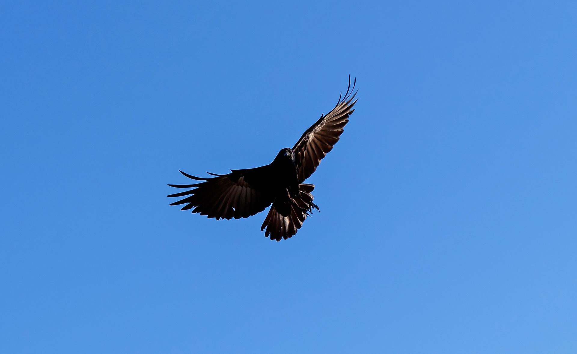 American crow in flight with blue sky background