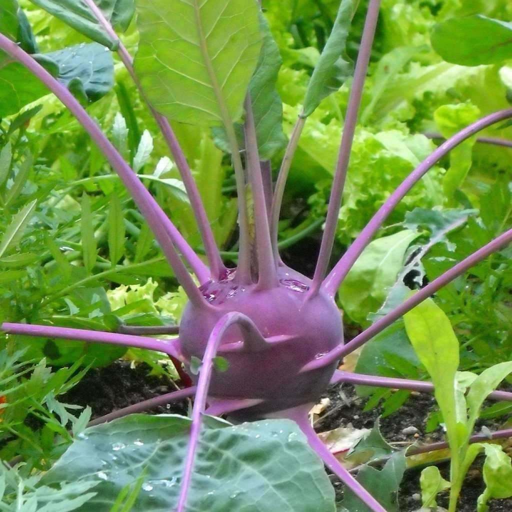 purple kohlrabi ready to harvest in the garden