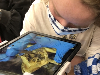 Masked female student looking at a frog dissection through an iPad Pro