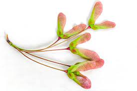 maple seeds (samara) green and pink