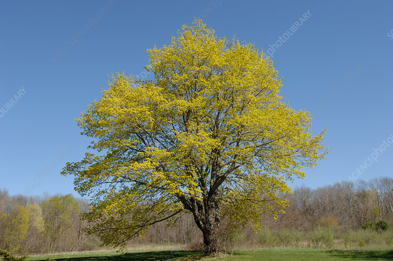 Maple Tree in Spring set against a blue sky