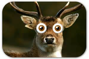 deer