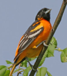 Baltimore Oriole
