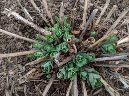 sedum emerging from the ground with dead stalks still attached